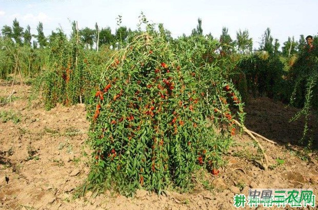 宁杞5号枸杞品种好不好? 宁杞5号枸杞品种好不好?