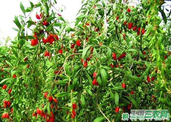 宁杞5号枸杞品种好不好? 宁杞5号枸杞品种好不好?