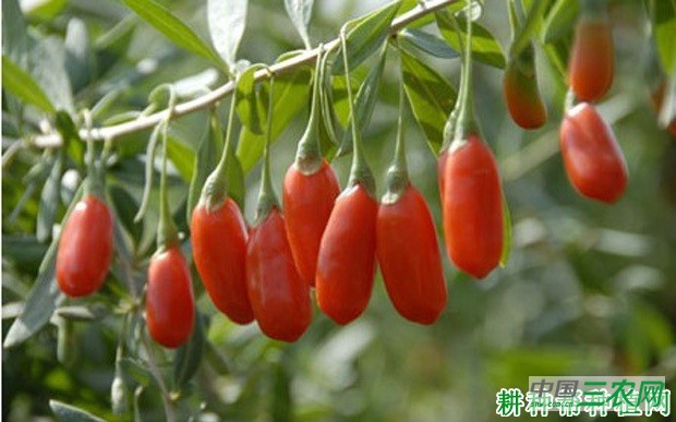 宁杞5号枸杞品种好不好? 宁杞5号枸杞品种好不好?