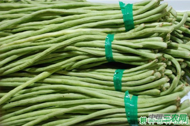 豆角有几种类型? 豆角有几种类型?