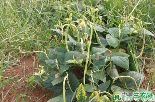 豆角有几种类型? 豆角有几种类型?