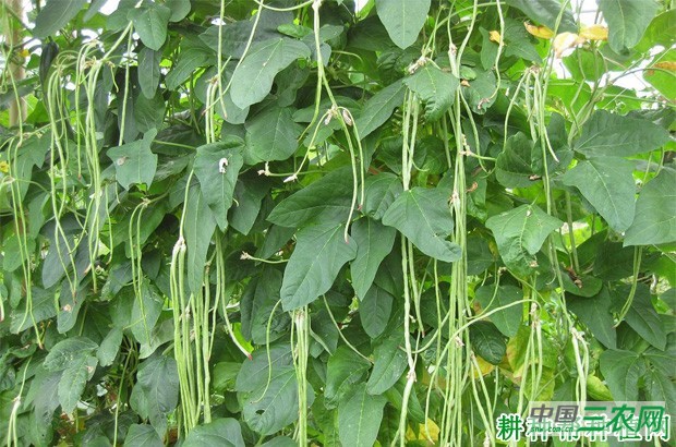 豆角有几种类型? 豆角有几种类型?