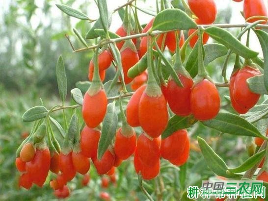 大麻叶枸杞品种好不好? 大麻叶枸杞品种好不好?