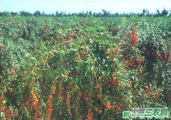 大麻叶枸杞品种好不好? 大麻叶枸杞品种好不好?