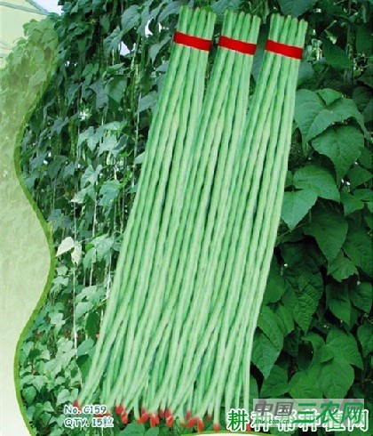 瓯豇一点红豆角品种好不好? 瓯豇一点红豆角品种好不好?