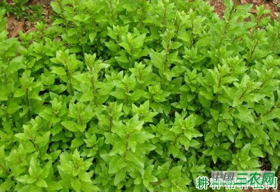 宁杞菜1号枸杞品种好不好? 宁杞菜1号枸杞品种好不好?