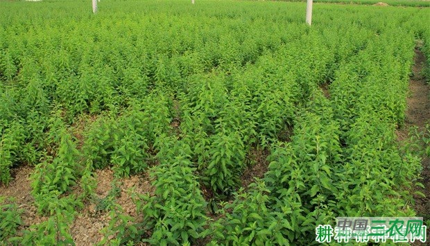 宁杞菜1号枸杞品种好不好? 宁杞菜1号枸杞品种好不好?