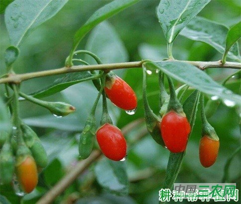 白条枸杞(扎扎茨)枸杞品种好不好? 白条枸杞(扎扎茨)枸杞品种好不好?