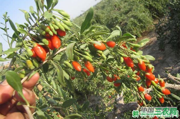 宁杞2号枸杞品种好不好? 宁杞2号枸杞品种好不好?