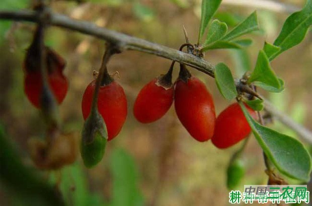 宁杞2号枸杞品种好不好? 宁杞2号枸杞品种好不好?