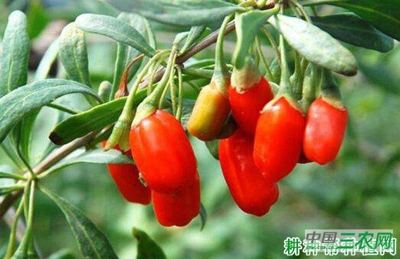 宁杞2号枸杞品种好不好? 宁杞2号枸杞品种好不好?