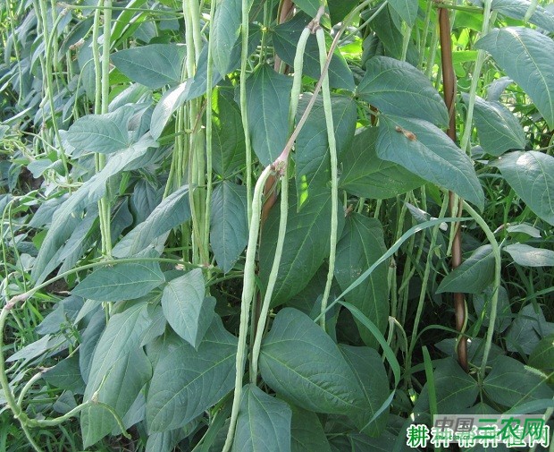 四季丰豆角品种好不好？