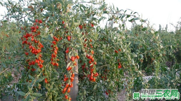 宁杞3号枸杞品种好不好? 宁杞3号枸杞品种好不好?
