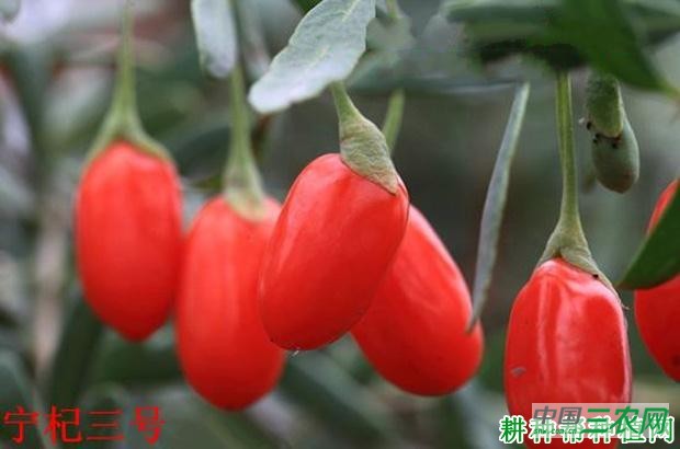 宁杞3号枸杞品种好不好? 宁杞3号枸杞品种好不好?