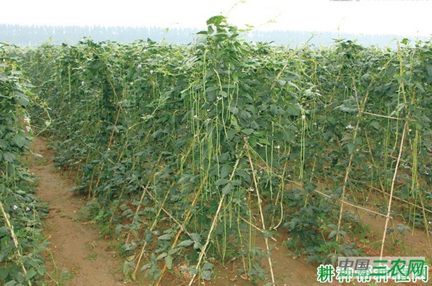 之豇108豆角品种好不好？