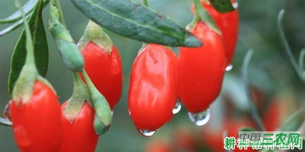 宁杞3号枸杞品种好不好? 宁杞3号枸杞品种好不好?