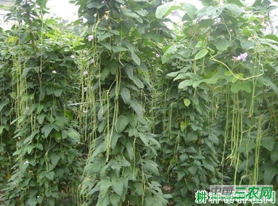 之豇108豆角品种好不好？