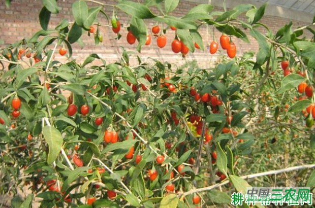 宁杞1号枸杞品种好不好？