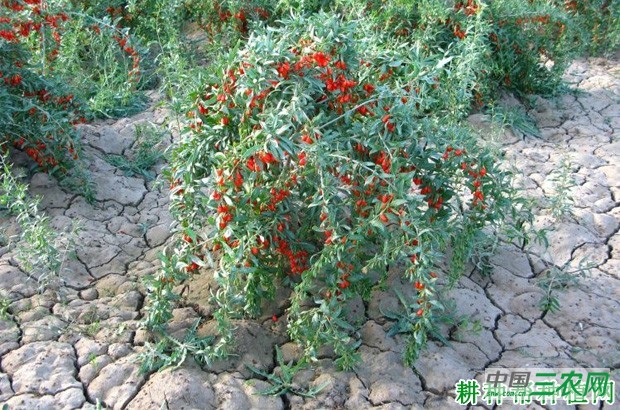 宁杞1号枸杞品种好不好？