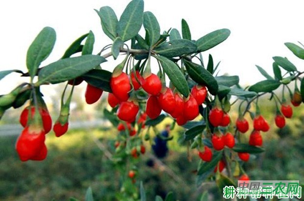 宁杞1号枸杞品种好不好？