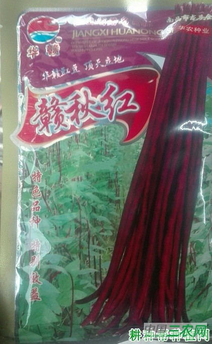 赣秋红豆角品种好不好？
