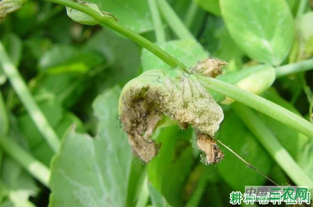 豌豆灰霉病如何防治？