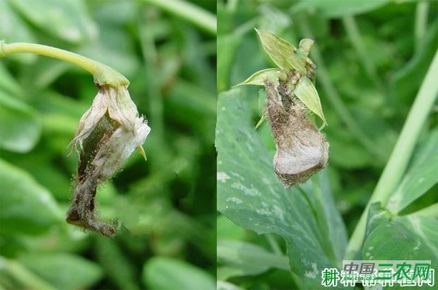 豌豆灰霉病如何防治？