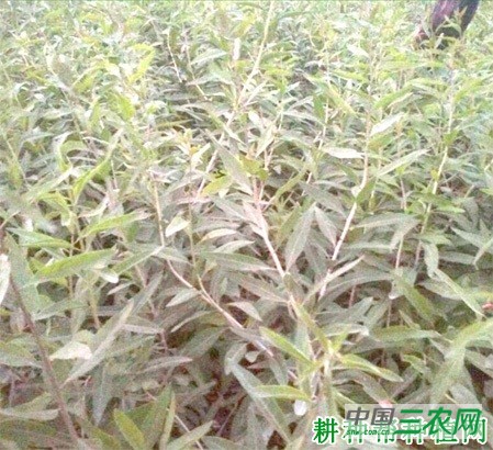 宁农杞9号枸杞品种好不好? 宁农杞9号枸杞品种好不好?