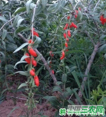 宁农杞9号枸杞品种好不好? 宁农杞9号枸杞品种好不好?