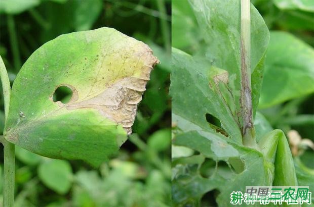 豌豆灰霉病如何防治？