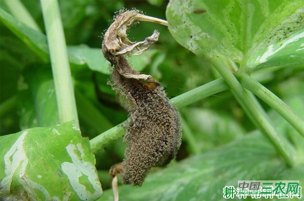豌豆灰霉病如何防治？