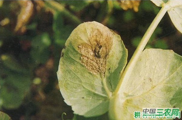 豌豆灰霉病如何防治？