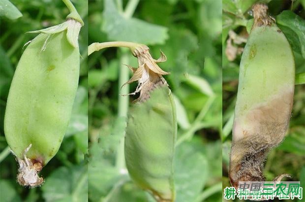 豌豆灰霉病如何防治？