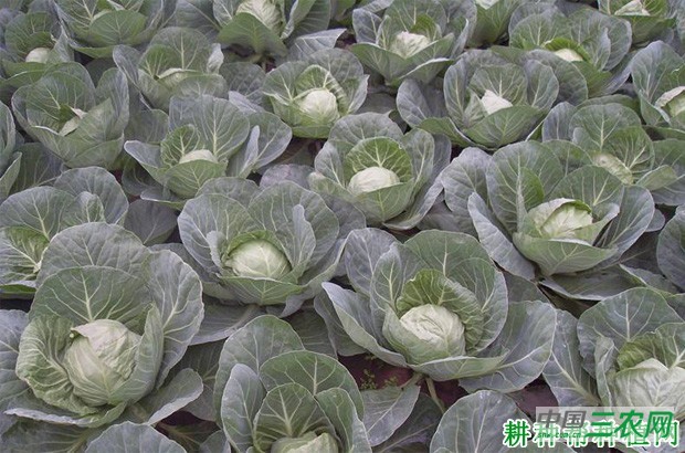 甘蓝亩产多少斤? 甘蓝亩产多少斤?