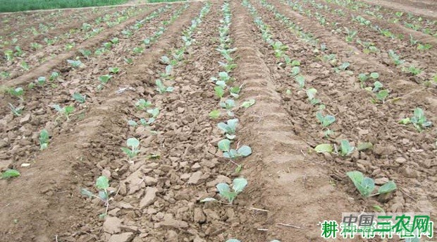 甘蓝亩产多少斤? 甘蓝亩产多少斤?