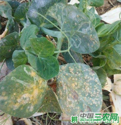 豌豆锈病如何防治? 豌豆锈病如何防治?