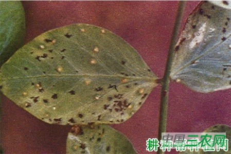 豌豆锈病如何防治? 豌豆锈病如何防治?