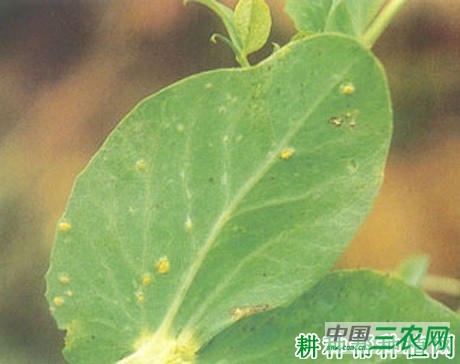 豌豆锈病如何防治? 豌豆锈病如何防治?