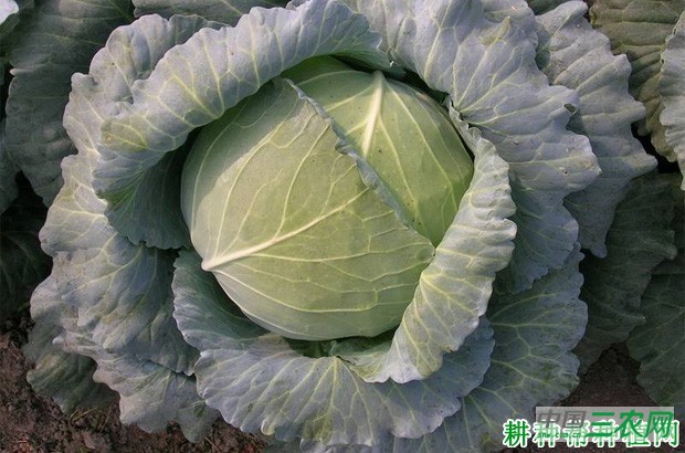 适宜甘蓝生长的环境是怎么样？