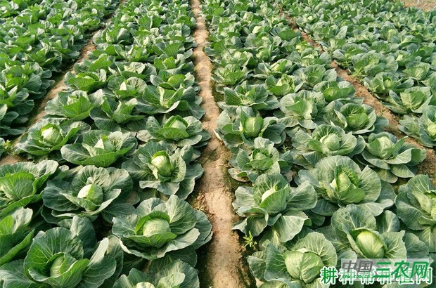 适宜甘蓝生长的环境是怎么样？