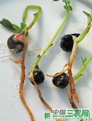 豌豆黑根病如何防治? 豌豆黑根病如何防治?