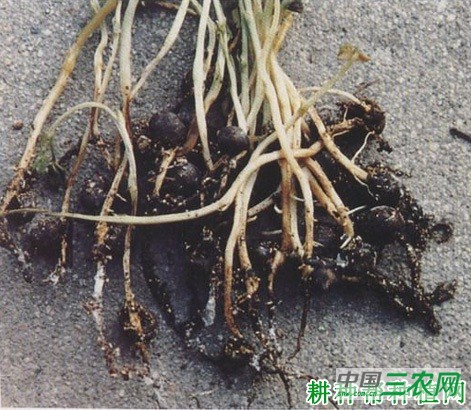 豌豆黑根病如何防治? 豌豆黑根病如何防治?