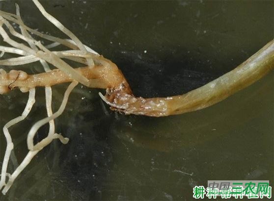 豌豆黑根病如何防治? 豌豆黑根病如何防治?