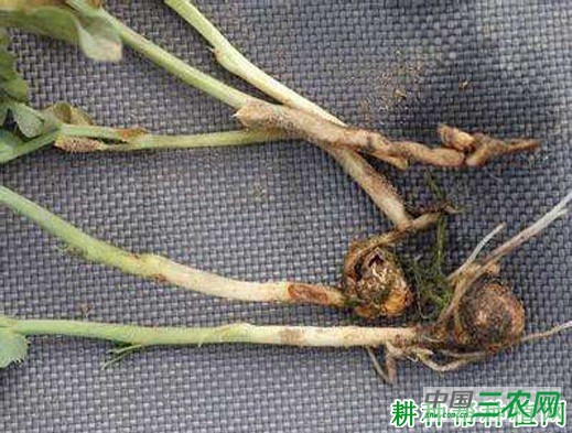 豌豆基腐病如何防治? 豌豆基腐病如何防治?