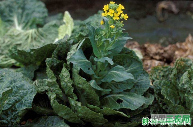 甘蓝生长过程是怎么样? 甘蓝生长过程是怎么样?