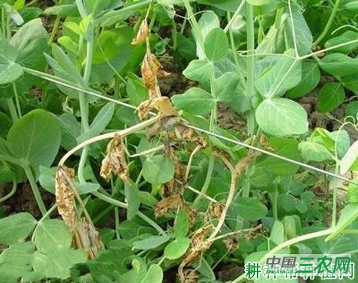 豌豆黄顶病如何防治？