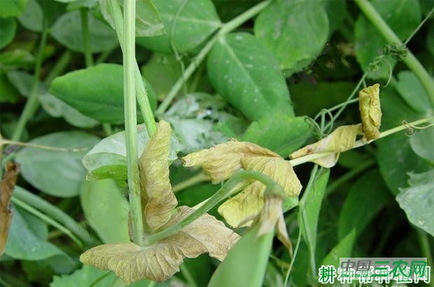 豌豆黄顶病如何防治？