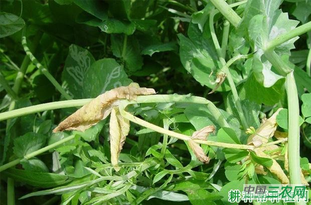 豌豆黄顶病如何防治？