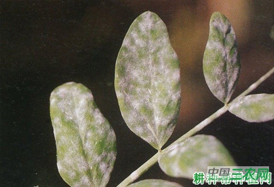 豌豆白粉病如何防治？