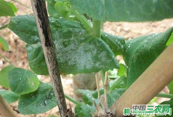 豌豆白粉病如何防治？